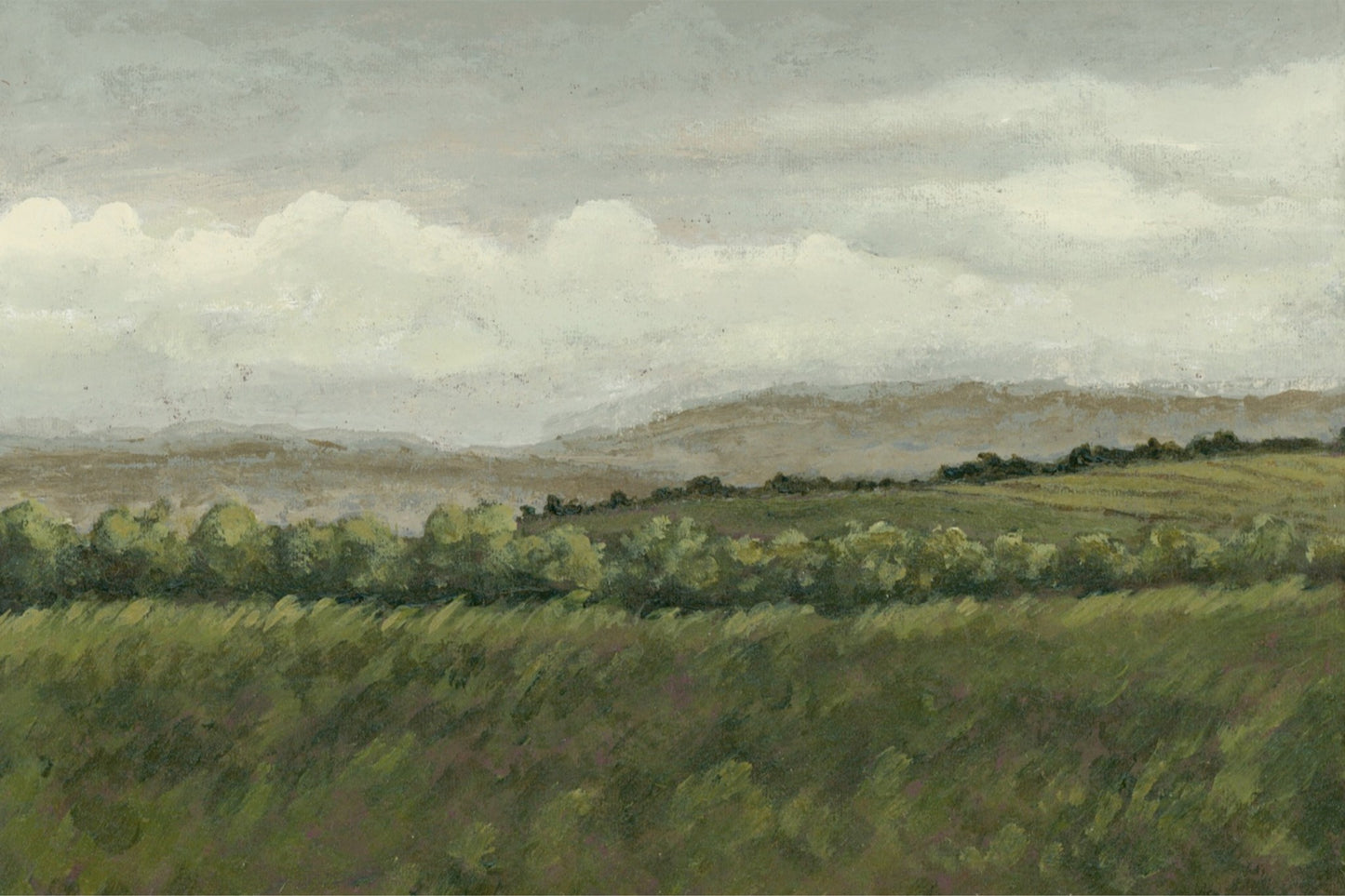Meadows