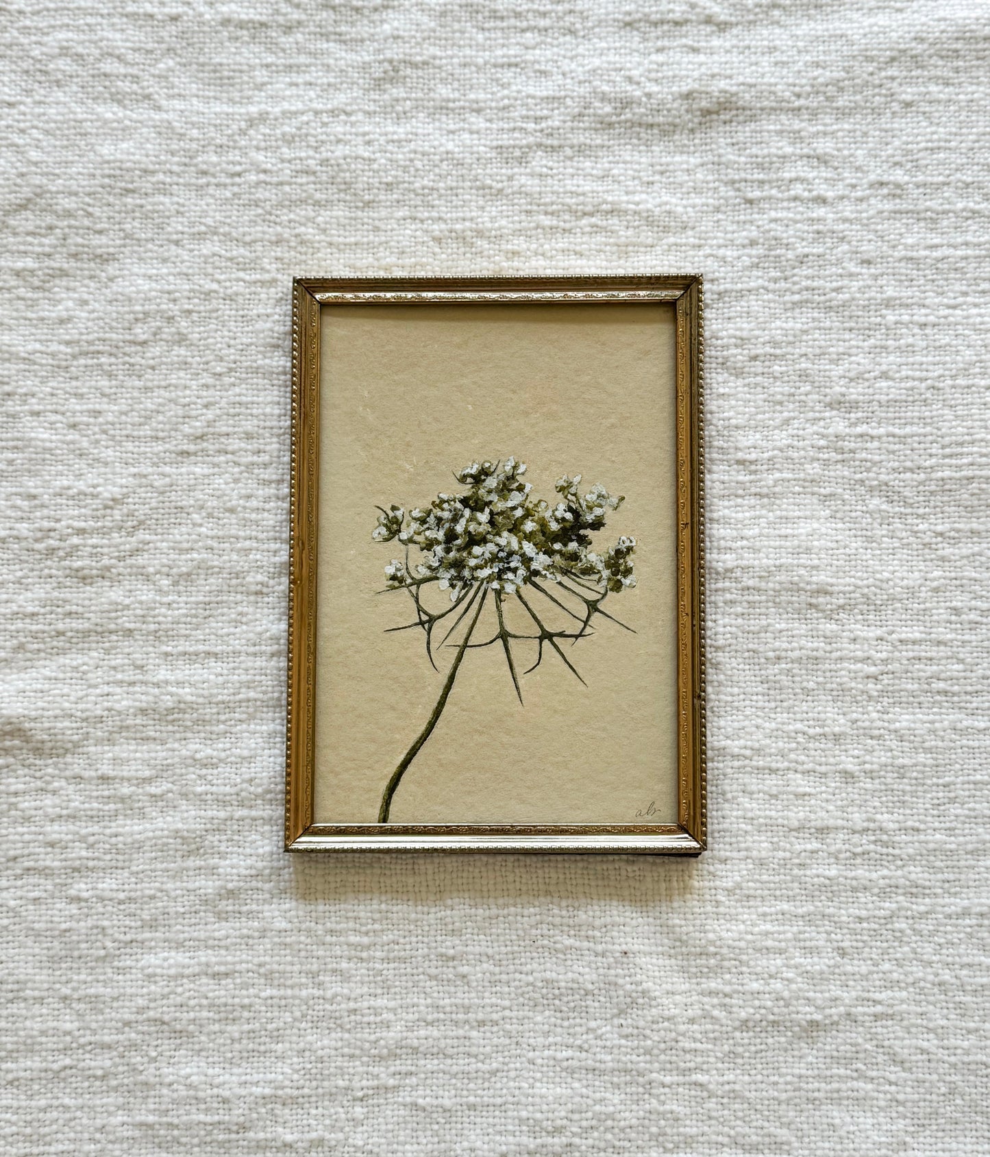 Queen Anne’s Lace