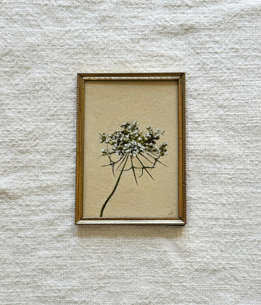 Queen Anne’s Lace